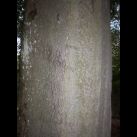 Hetre fougere, Fagus sylvatica Asplenifolia (fam. Fagacees) (Europe) (4)